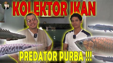 Grebek Bapak Palmas Indonesia Kolektor Ikan Palmas Ikan Predator