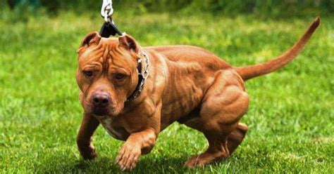 Pitbulls and wide, short-faced large dogs have the highest risk of ...