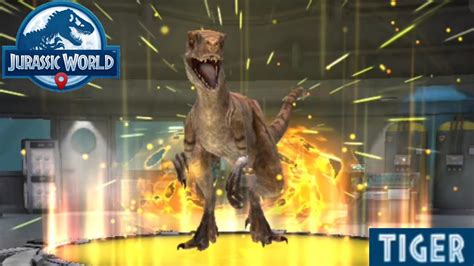 Tiger Atrociraptor Epic Unlocked Jurassic World Alive YouTube