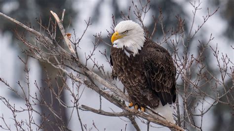 Wallpaper Eagle Bird Predator Glance Tree Wildlife Hd Picture Image