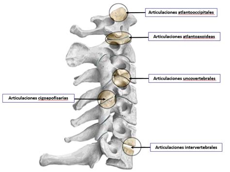 ARTICULACIONES DEL CUELLO Dolopedia