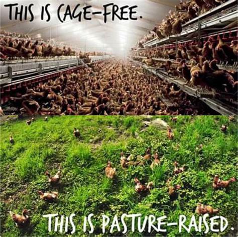 pasture vs cage | Green Acres Family Farmstead, LLC