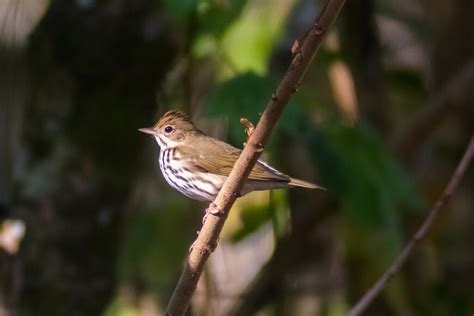 Ovenbird From Nueva Esperanza Palenque Chis M Xico On March