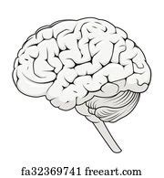 Free Art Print Of Structure Of Human Brain Section Schematic Vector