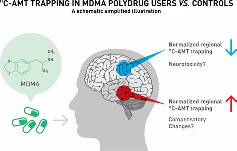 Brain Serotonin Synthesis In MDMA Ecstasy Polydrug Users An Alpha