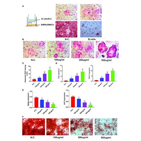 B Cell Exosomes Bc Exos Inhibit Osteoblast Differentiation And Download Scientific Diagram