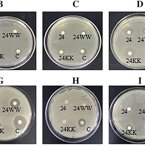 The Vitro Antibacterial Activity Of PMAP GI24 And Its Analogs The