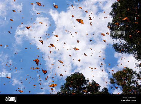 Las Mariposas Monarca Sierra Chincua Santuario De Mariposas Angangueo