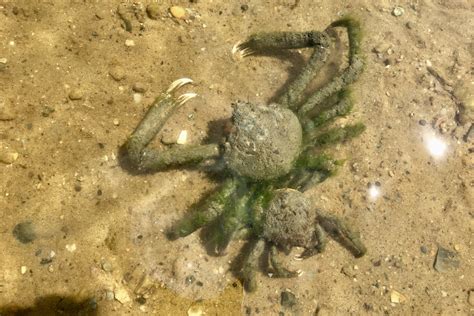 Long Nosed Spider Crab Libinia Dubia Seashore To Forest Floor