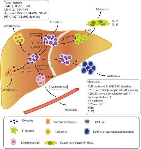 Exosomes In Hepatocellular Carcinoma A New Horizon Cell