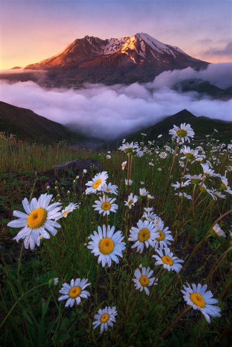 the mountain is covered in clouds and daisies as the sun rises over the ...