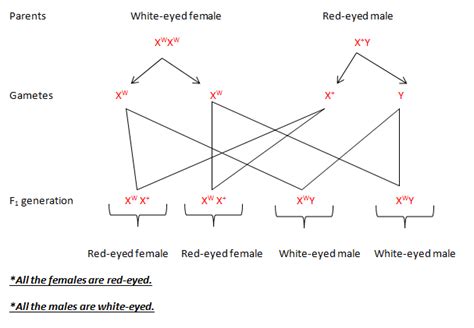 In Drosophila White Eye Colour Is Recessive X Linked Trait While Red