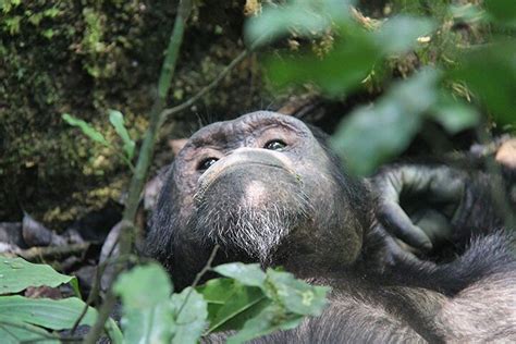 Kigali Days Chimpanzee Tracking And Canopy Walk Nyungwe