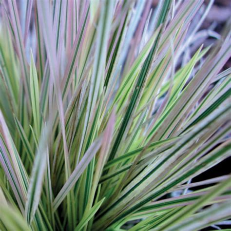 Deschampsia Cespitosa Northern Lights Tufted Hair Grass Western Star