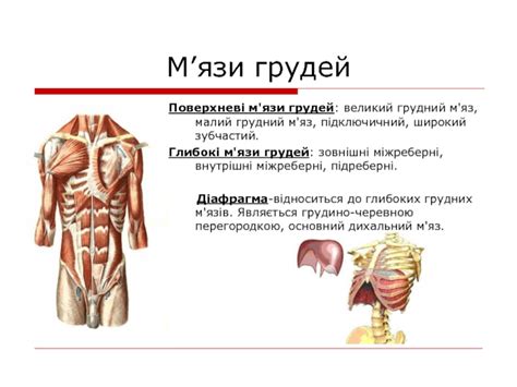 Мязова система презентация, доклад