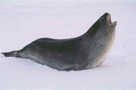 Antarctic Seals List: Pictures, Facts & Information. Seals In Antarctica.