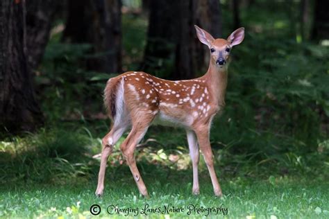 White Tailed Deer Fawn In Michigan Photo By Changing Lanes Nature