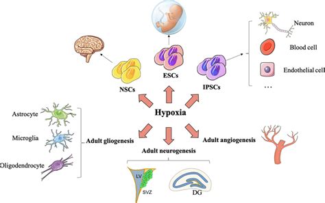 Hypoxia Promotes Stem Cell Proliferation Differentiation And