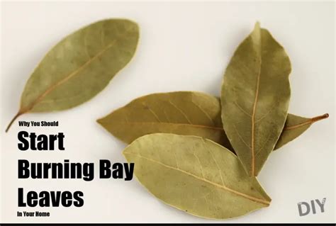 Why You Should Be Burning Bay Leaves At Home The Diy Life