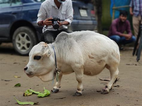 ‘World’s smallest cow’ draws huge crowds in Bangladesh | The Independent