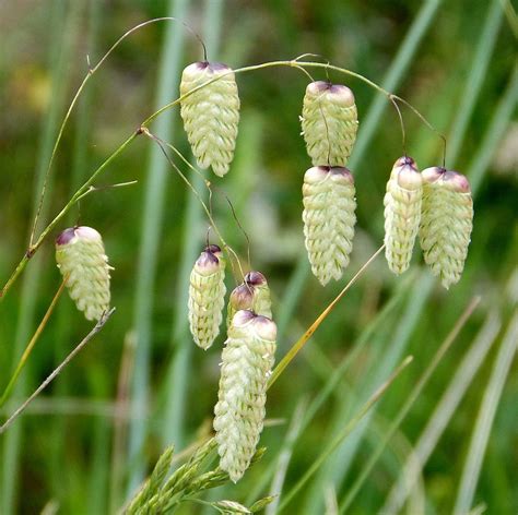 Big Quaking Grass Ubicaciondepersonas Cdmx Gob Mx