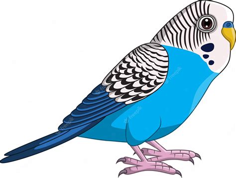 Budgerigar Home Pet Blue Pet Parakeet Or Budgie Or Shell Clip Art