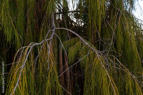 Dacrydium Cupressinum Rimu Tree In Nature Stock Photo Adobe Stock