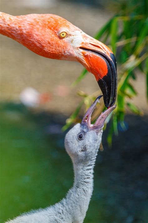 Flamingo Feeding Young Free Stock Photo - Public Domain Pictures