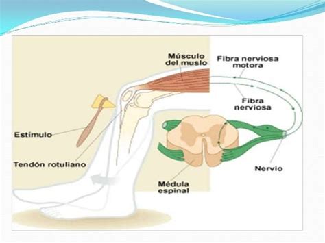 Origen Del Movimiento Muscular Y Reflejos