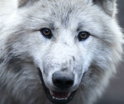 Wolf Dogs: A Beautiful Blend of Wild and Domestic