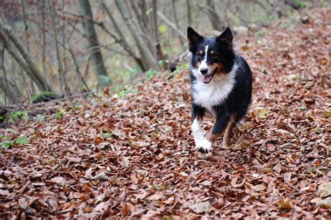 Australian Gembala Anjing Hutan Foto Gratis Di Pixabay Pixabay