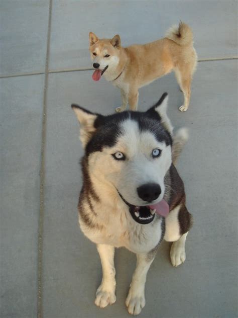 Friends Forever My Shiba Inu Ichiro And Siberian Husky