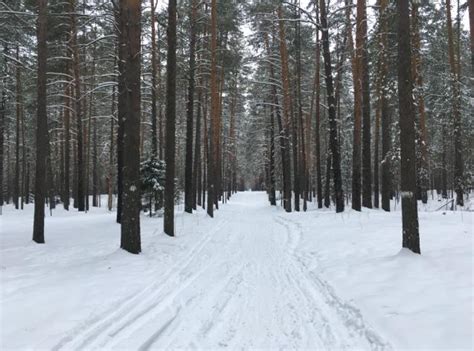 Большая сосновая - экологическая тропа в Верхней Курье