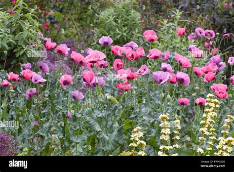 Opium Poppies Identification