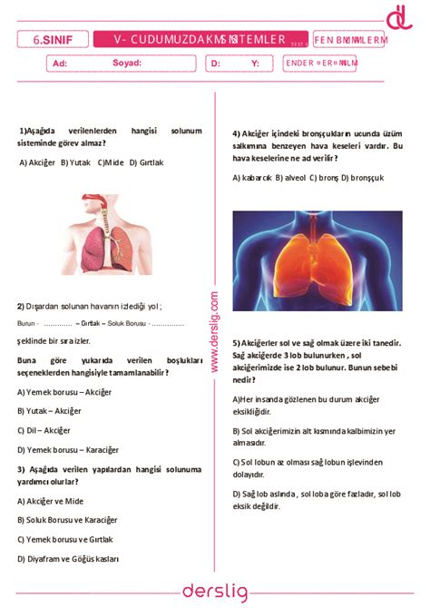 6 Sınıf Fen Bilimleri Vücudumuzdaki Sistemler Test 6 Yaprak Test Derslig