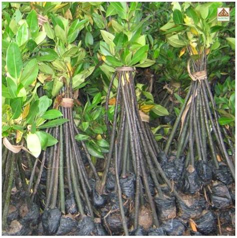 Produk KeSEMaTNURSERY Jual Bibit Mangrove