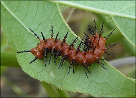 Gulf Fritillary Larva Agraulis Vanillae Linnaeus 1758