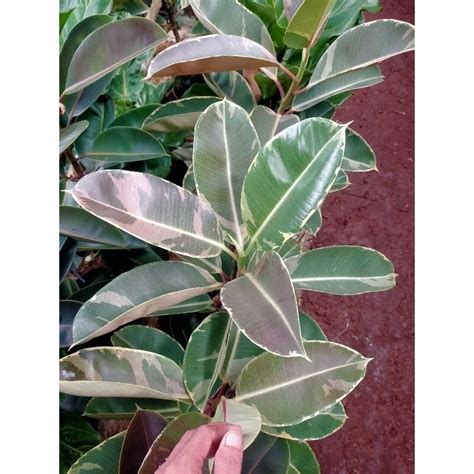 Jual Karet Kebo Varigata Tanaman Hias Ficus Elastica Tinggi 1 Meter