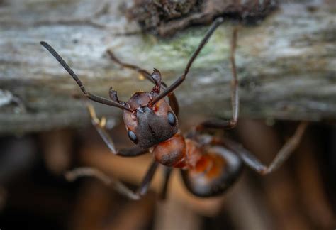 Black Ants · Free Stock Photo