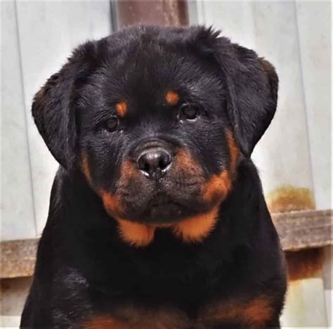 House Training A Rottweiler Puppy Rottweiler Life