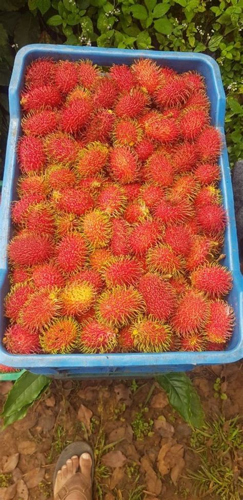 Premium Quality A Grade Rambutan Fruit Packaging Size 15kg Packaging