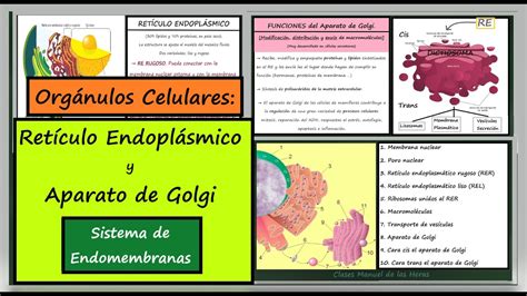 Ret Culo Endopl Smico Y Aparato De Golgi Sistema De Endomembranas La