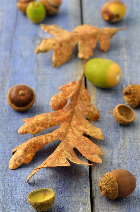 Garry Oak Leaves and Acorns Stock Image - Image of wooden, acorns: 43783937