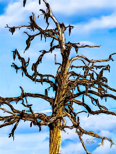 Dead Trees Can Be Fantastic And Beautiful Artistic Subjects What Next