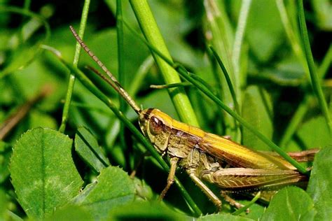 Optimal Grasshopper Habitat: Crafting an Ideal Environment