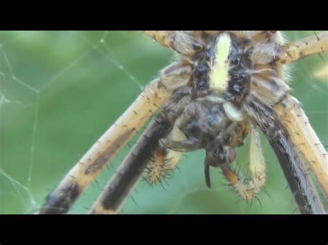 Reproducci N Y Ciclo De Vida De Las Ara As Insectos Y Aracnidos