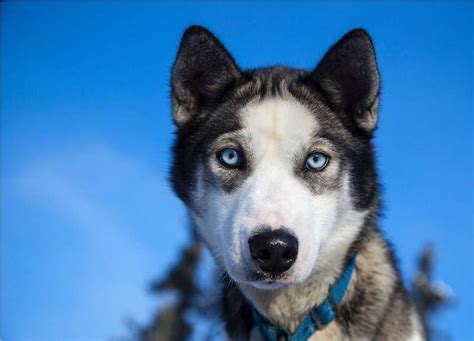 Perros con ojos azules 10 Razas con la mirada más seductora Smylepets