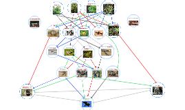 Tasmanian Devil Food Chain