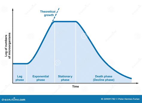 Exponential Phase Wave Of An Infection Or Chain Reaction With