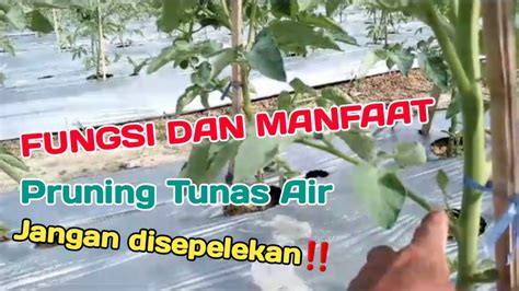 Cara Pemangkasan Tunas Tanaman Tomat Agar Berbuah Maksimal Youtube